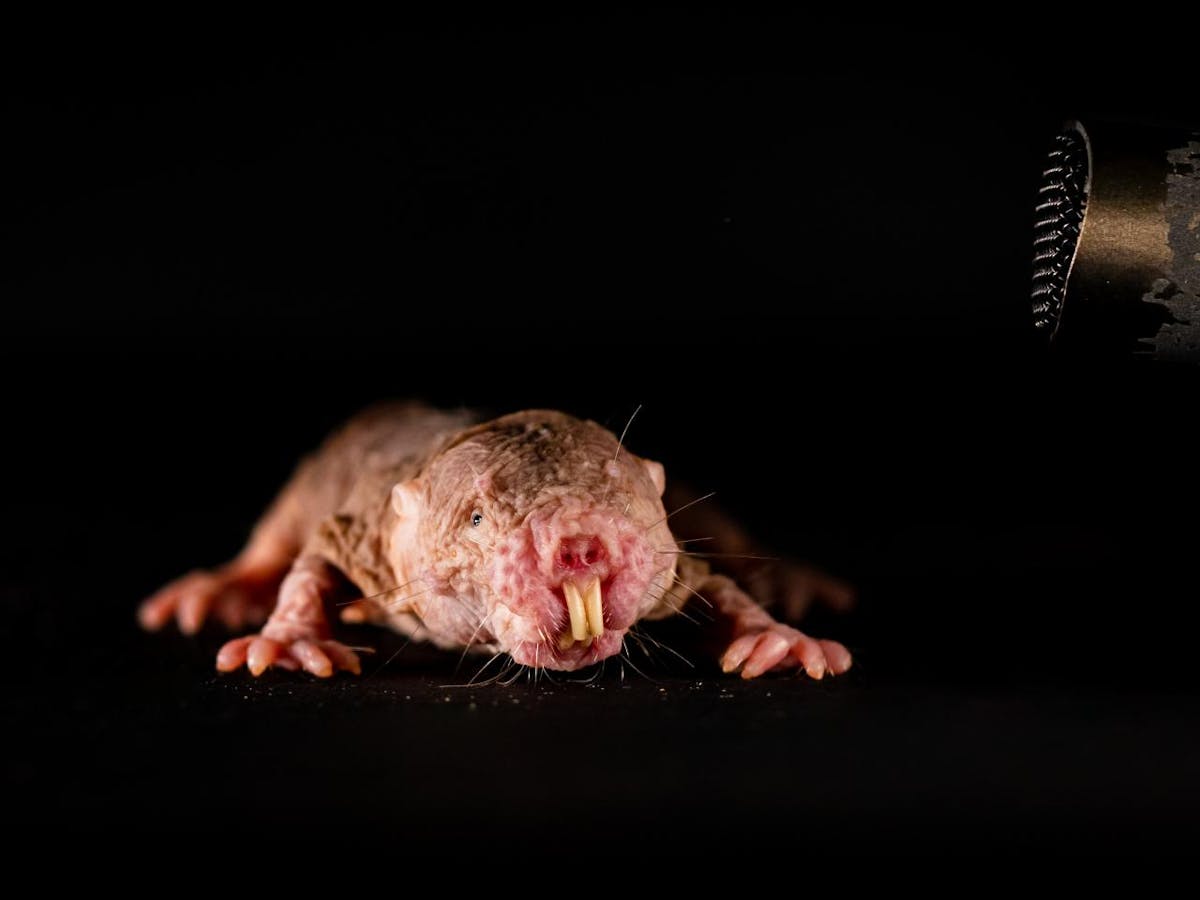 Naked mole-rats: bizarre rodents speak in dialects unique to their colony