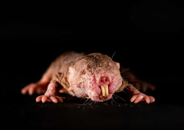 A front-on view of a naked mole-rat with a black background.