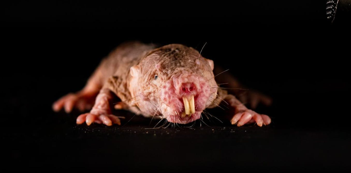 Rat mole Big