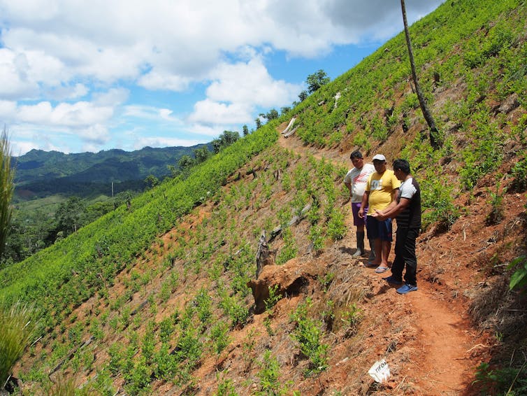 Group of men on a hillside in Peru admiring a newly planted coca field.