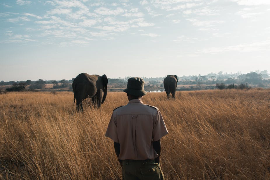 Man watching over elephants in a park.