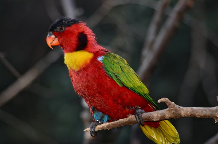 Red green and yellow parrot on a branch.