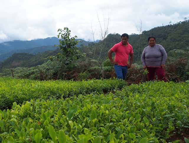 Peruvian farming couple in a field of coca plants.