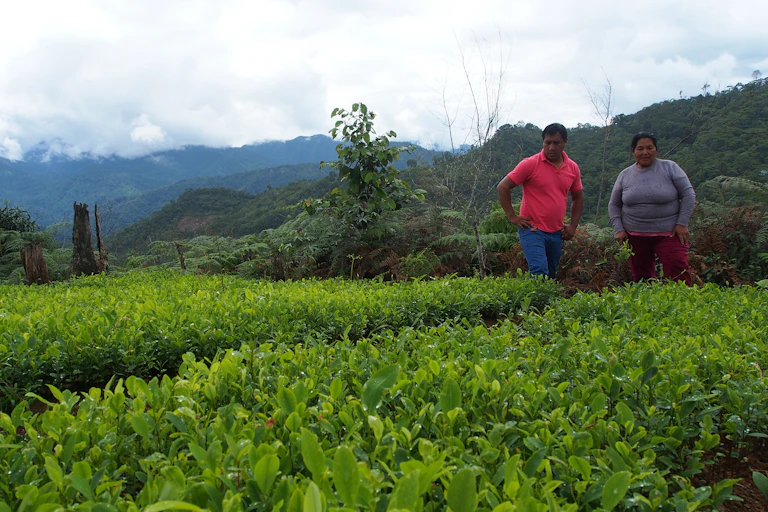 Peruvian farming couple in a field of coca plants.