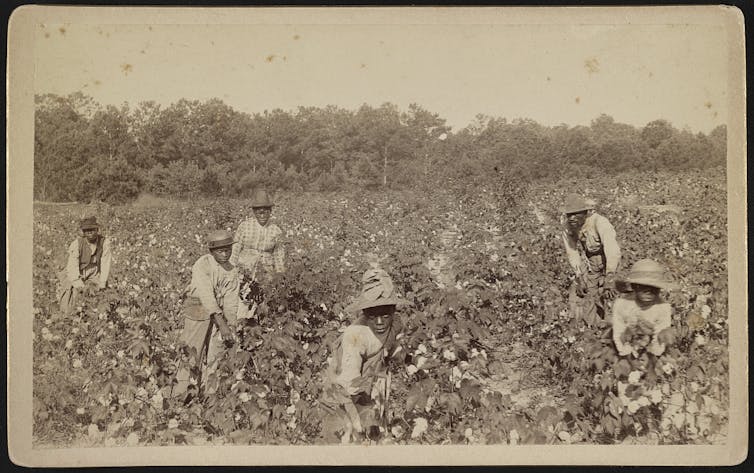 Sepia-toned lithograph of six Black men and women in sunhats and overalls in a cotton field