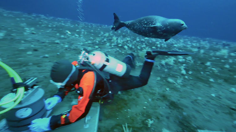 Weddell seal swims by SCUBA diver with scientific equipment