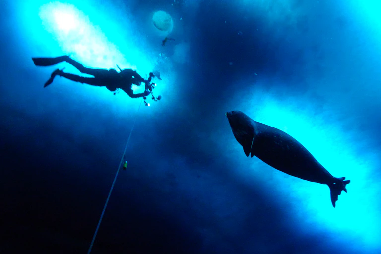 SCUBA diver and seal from below