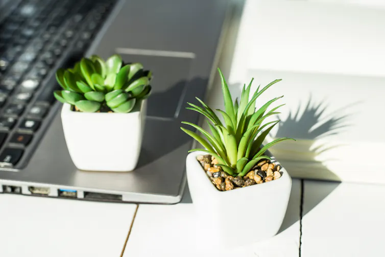 Succulent plants on a laptop.