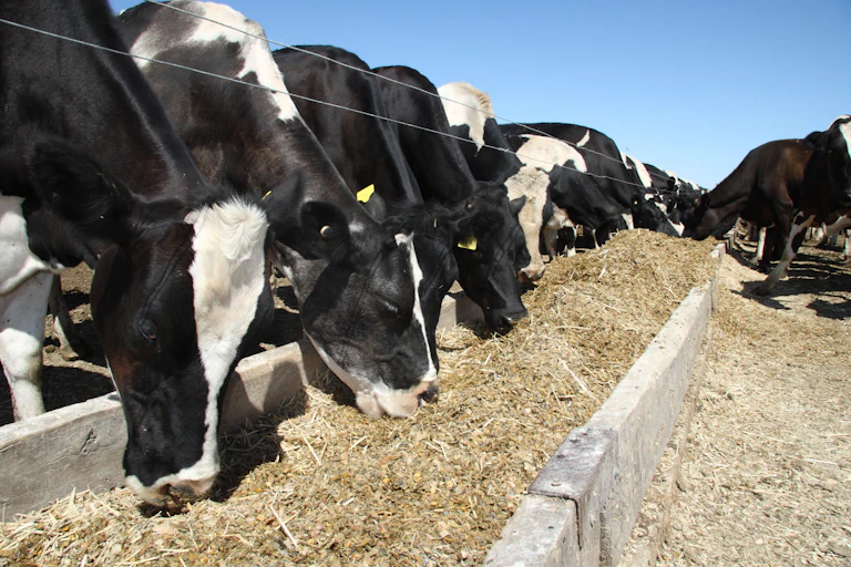 Cows eating from a trough.