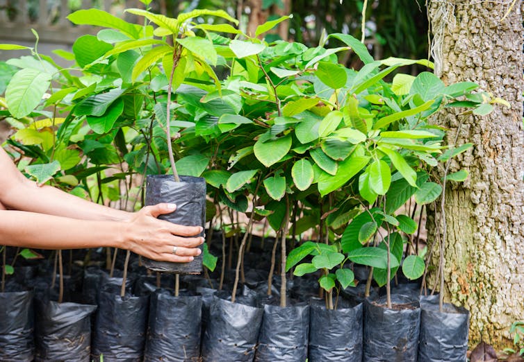 Shrubs in buckets.