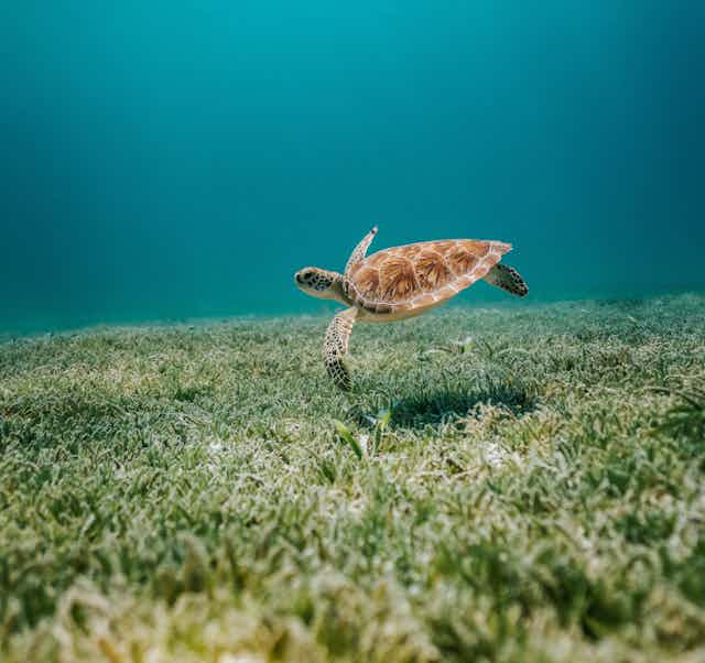 The big blue sea. A turtle seems to fly over a bed of seagrass.