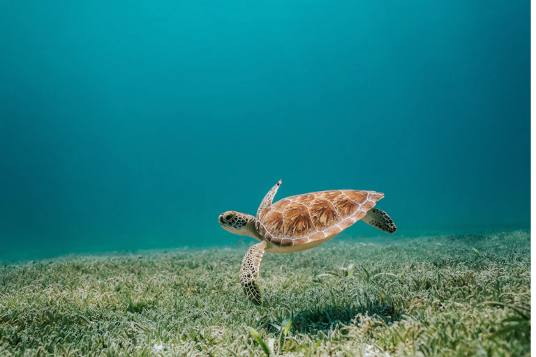 The big blue sea. A turtle seems to fly over a bed of seagrass.