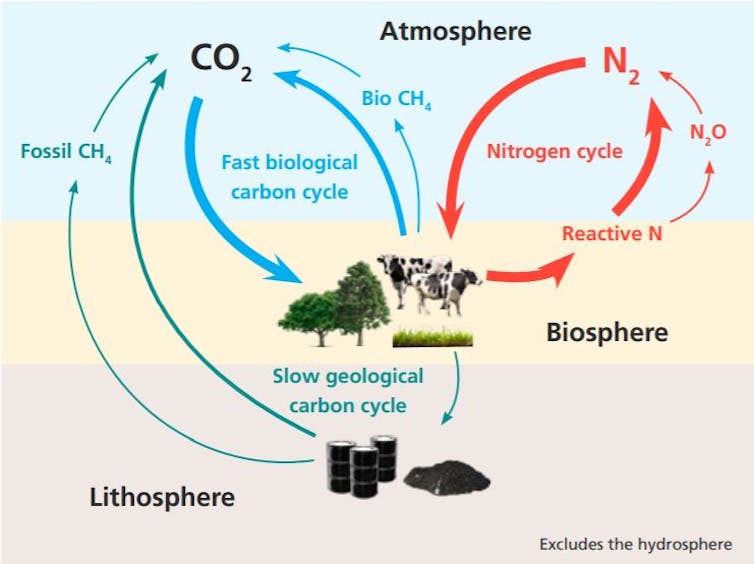 Diagram showing the global carbon and nitrogen cycles and their interaction with land use.