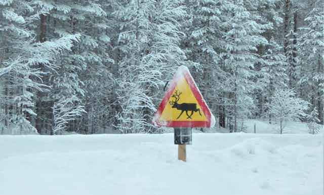 A road sign warning drivers of reindeers crossing.