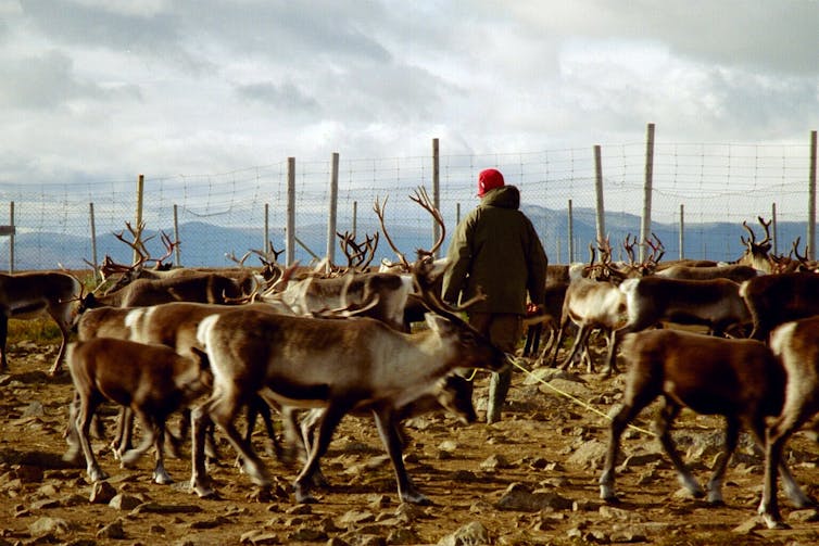 A man navigates a herd of reindeer with a fence in the background.
