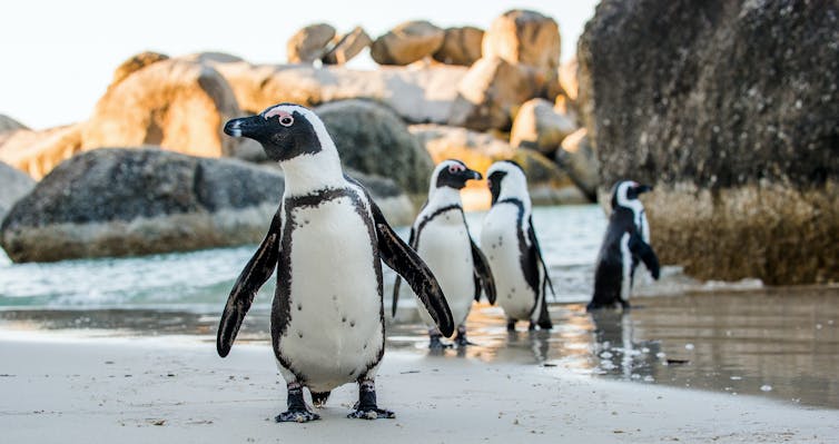 Three penguins walking along a beach, rocks in the background.