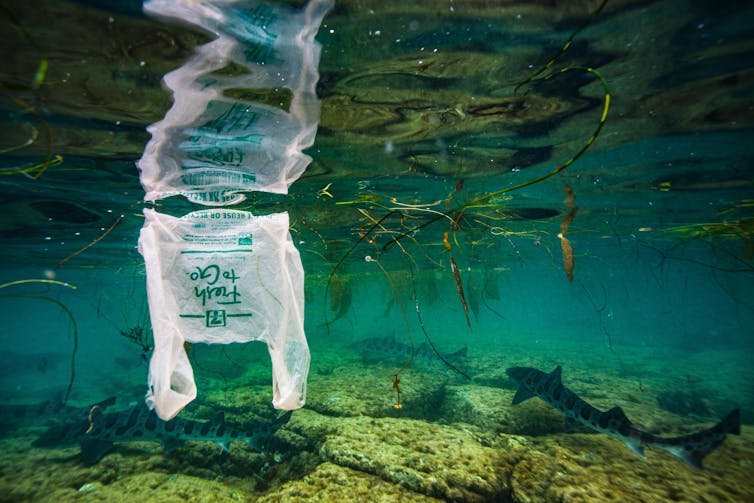 Plastic bag drifting in shallow water.