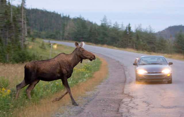 A moose looks poised to run in front of an approaching car on a highway.