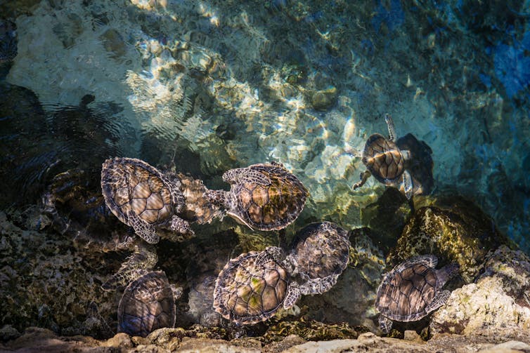 A bale of turtles in the ocean, photographed from above.