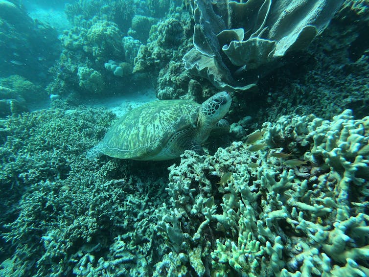 A green turtle blends into the green of the reef.