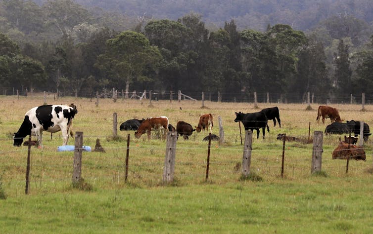 Cows grazing in a field.