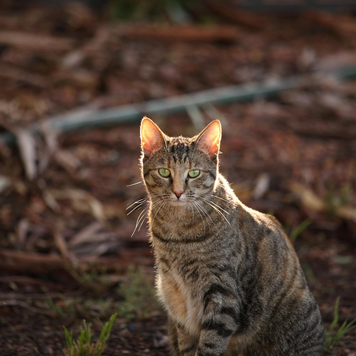 Australia must control its killer cat problem. A major new report explains  how, but doesn't go far enough