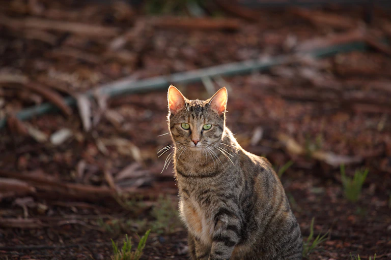 A ginger cat with green eyes in the outback, facing the camera