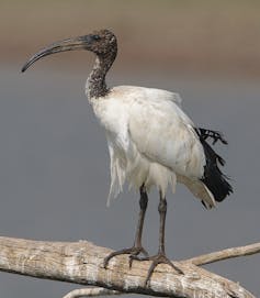 La genética ayuda a averiguar de dónde salieron los cuatro millones de ibis momificados de Saqqara 14 file 20210209 15 5p8y5k.jpg?ixlib=rb 1.1