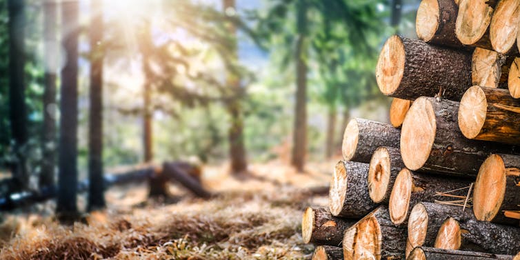 A sunny pine forest with logs in the foreground.