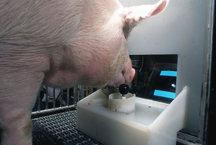 A pig operating a joystick with a computer screen in front of it.