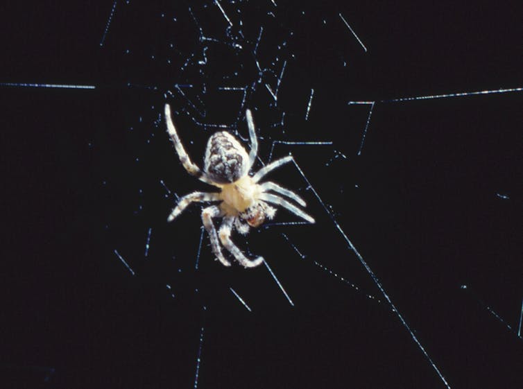 A small spider on a black background on its web