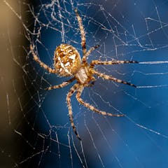 It's getting hotter, so spiders are emerging. Should I be alarmed? -  Institute for Molecular Bioscience - University of Queensland