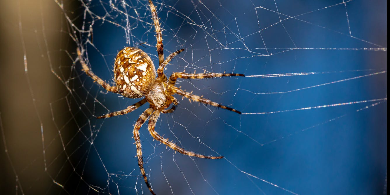 Spider legs build webs without the brain's help – providing a
