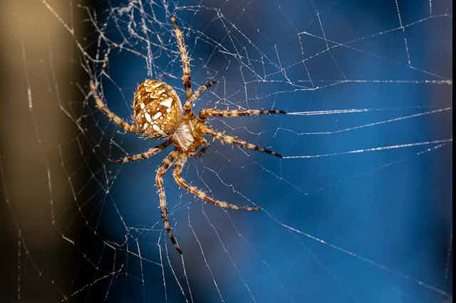 A spider on a web