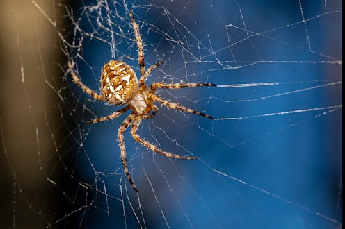 Download Spider Legs Build Webs Without The Brain S Help Providing A Model For Future Robot Limbs