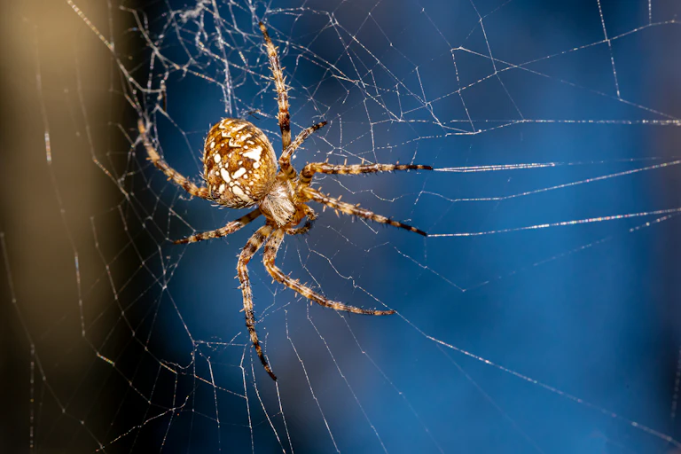 A spider on a web