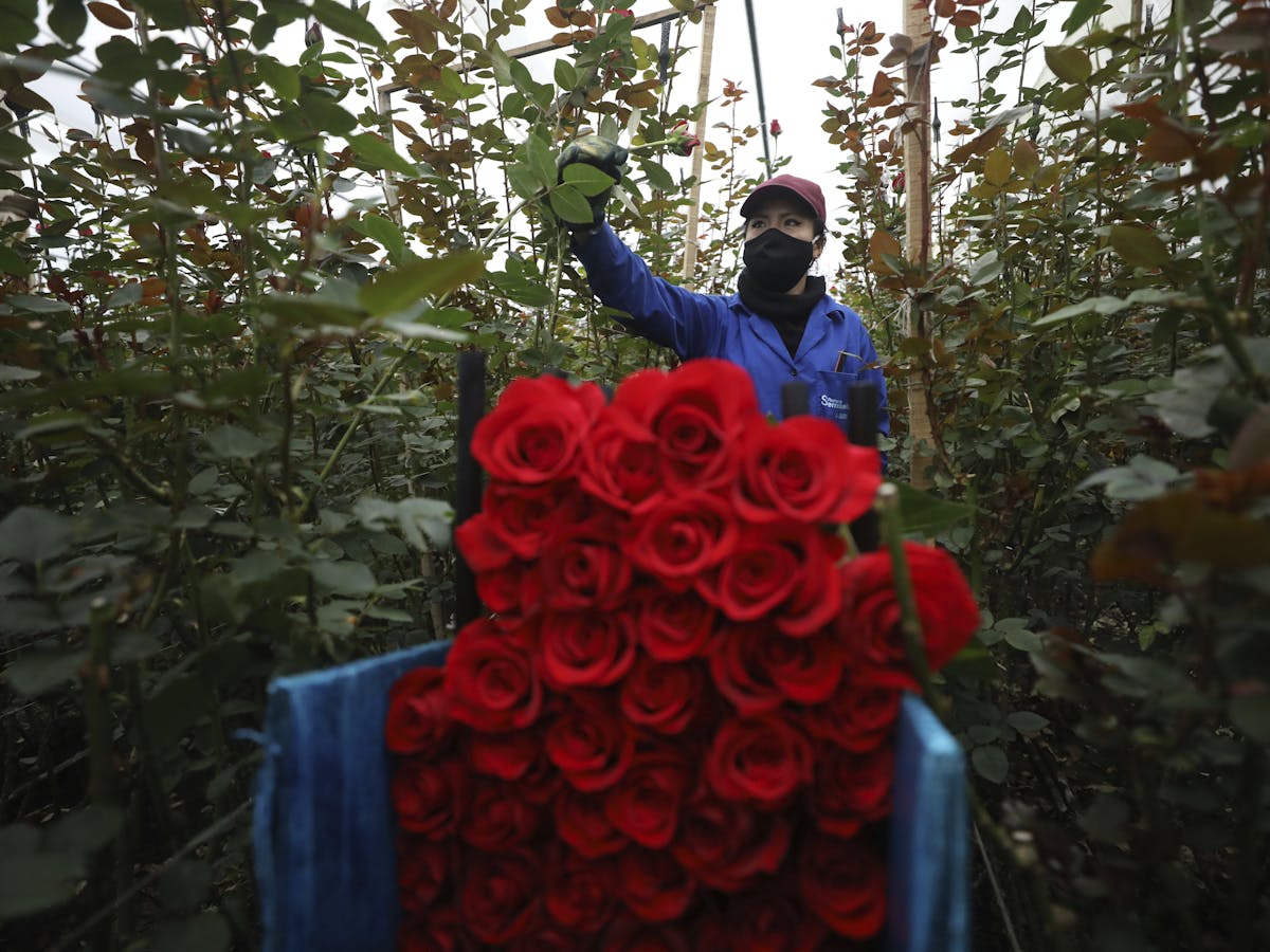 Valentine S Day Covid 19 Wilted The Flower Industry But Sustainability Still A Thorny Issue Valentine S Day Covid 19 Wilted The Flower Industry But Sustainability Still A Thorny Issue