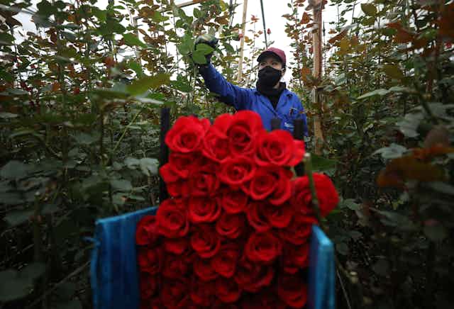 Worker wearing a mask and blue coveralls, cuts red roses and place them in a cart.