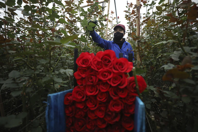 Worker wearing a mask and blue coveralls, cuts red roses and place them in a cart.
