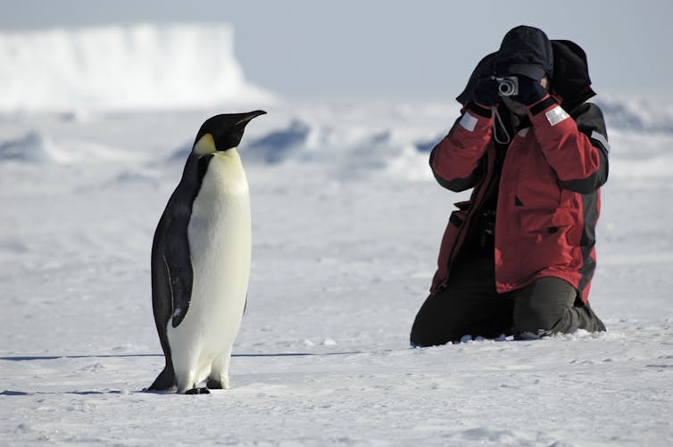 A tourist sits near a penguin and takes a photo