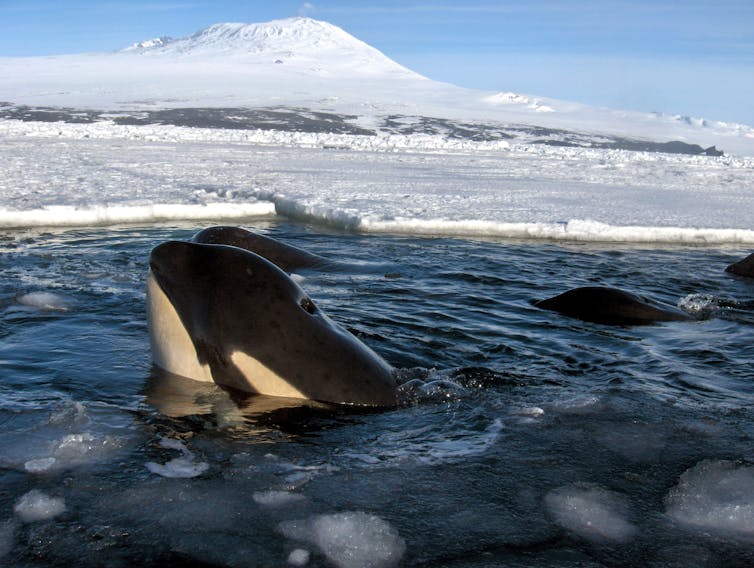 A killer whale poking its head out the water near sea ice