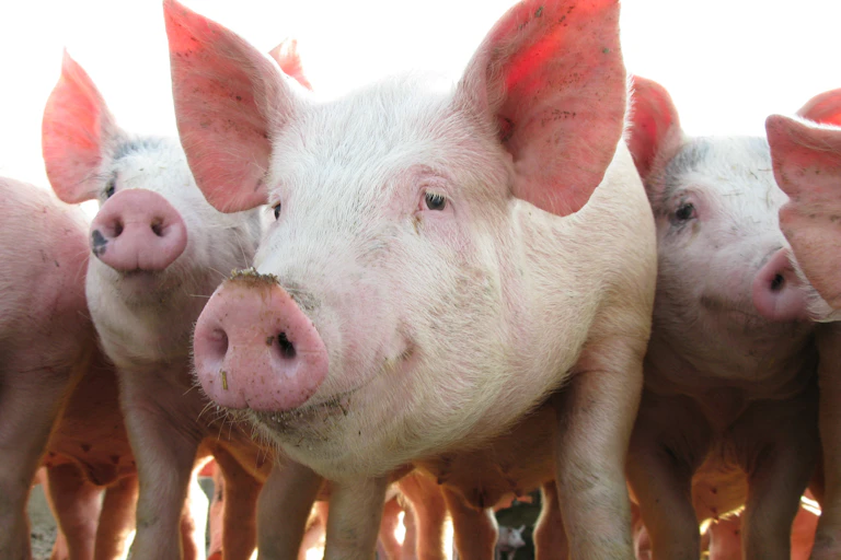 A herd of pigs