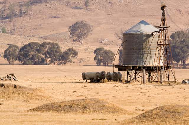 Sheep on dry land by a water tank