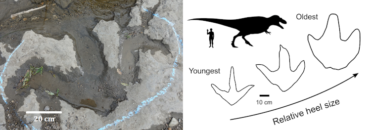 Tyrannosaur track growth photo and diagram.