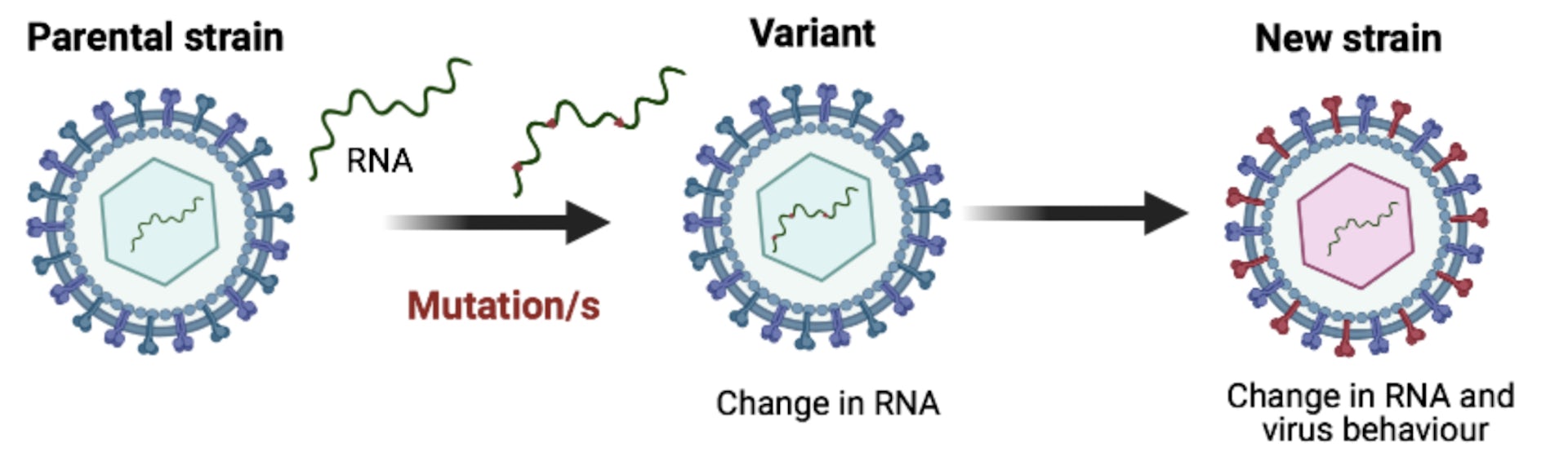 What's The Difference Between Mutations, Variants And Strains? A Guide ...