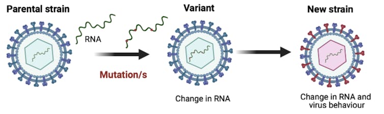 A diagram depicting the evolution from mutation to variant to strain.