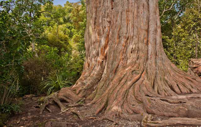 Kauri tree in New Zealand
