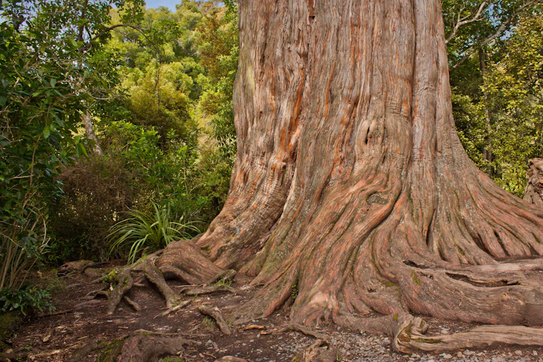 Kauri tree in New Zealand