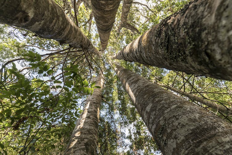 Kauri trees in New Zealand.