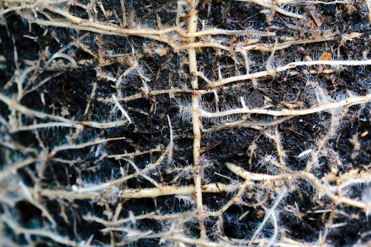 Tree roots underground.